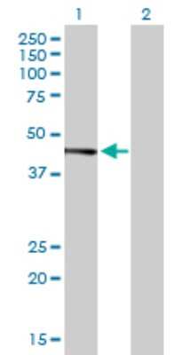 Western Blot: JunB/AP-1 Antibody [H00003726-B03P] - Analysis of JUNB expression in transfected 293T cell line. Lane 1: JUNB transfected lysate (38.17 KDa). Lane 2: Non-transfected lysate.