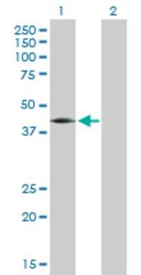 Western Blot: JunB/AP-1 Antibody [H00003726-D01P] - Analysis of JUNB expression in transfected 293T cell line by JUNB polyclonal antibody.Lane 1: JUNB transfected lysate(35.90 KDa).Lane 2: Non-transfected lysate.