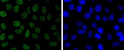 Immunocytochemistry/Immunofluorescence: JunD Antibody (SD0830) [NBP2-67826] - Staining JunD in HepG2 cells (green). The nuclear counter stain is DAPI (blue). Cells were fixed in paraformaldehyde, permeabilised with 0.25% Triton X100/PBS.