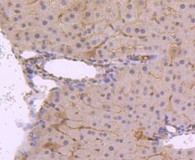 Immunohistochemistry-Paraffin: JunD [p Ser255] Antibody (JJ08-21) [NBP2-67861] - Analysis of paraffin-embedded mouse liver tissue using anti-Phospho-JunD(S255) antibody. Counter stained with hematoxylin.