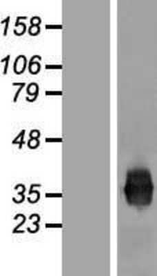 Western Blot: Junctional Adhesion Molecule 1 Overexpression Lysate (Adult Normal) [NBP2-06988] Left-Empty vector transfected control cell lysate (HEK293 cell lysate); Right -Over-expression Lysate for Junctional Adhesion Molecule 1.