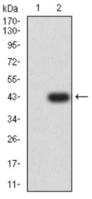 Western Blot: KA2/GRIK5/Glutamate Receptor KA2 Antibody (4G5H8) [NBP2-61804] - Analysis using GRIK5 mAb against HEK293 (1) and GRIK5 (AA: extra 21-166)-hIgGFc transfected HEK293 (2) cell lysate.