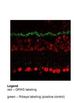 Immunohistochemistry: KA2/GRIK5/Glutamate Receptor KA2 Antibody [NBP1-80270] - Mouse Retina, 25 ug/mL.