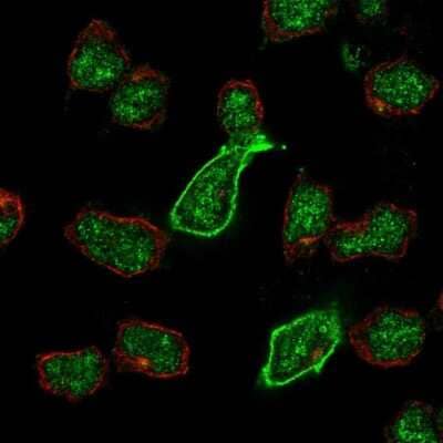 Immunocytochemistry/Immunofluorescence: KA2/GRIK5/Glutamate Receptor KA2 Antibody [NBP2-68975] - Staining of human cell line REH shows localization to nucleus & plasma membrane.