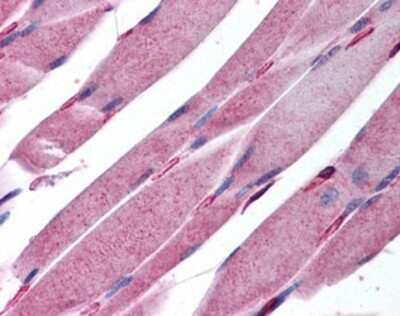 Immunohistochemistry-Paraffin: KALRN Antibody [NBP1-02585] - Staining of human skeletal muscle. Immunohistochemistry of formalin-fixed, paraffin-embedded tissue after heat-induced antigen retrieval. Antibody concentration 5 ug/ml.