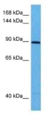 Western Blot: KALRN Antibody [NBP3-10038] - Western blot analysis of KALRN in Human HCT116 Whole Cell lysates. Antibody dilution at 1ug/ml