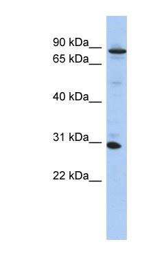 Western Blot: KANK3 Antibody [NBP1-56366] - 293T cells lysate, concentration 0.2-1 ug/ml.