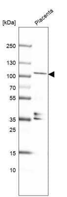 Western Blot KANK4 Antibody - BSA Free