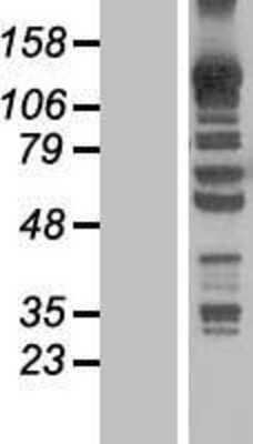 Western Blot KANK4 Overexpression Lysate