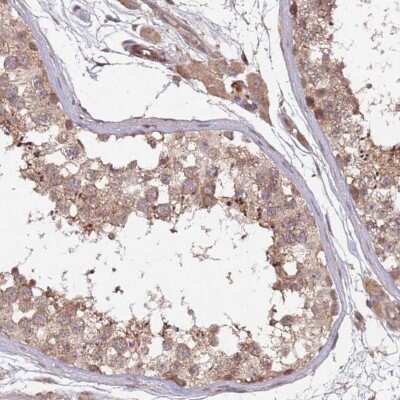 Immunohistochemistry-Paraffin: KANSL1L Antibody [NBP2-14139] - Staining of human testis shows moderate cytoplasmic positivity in cells in seminiferous ducts and Leydig cells.