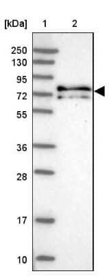 Western Blot: KANSL1L Antibody [NBP2-14139] - Lane 1: Marker  [kDa] 250, 130, 95, 72, 55, 36, 28, 17, 10.  Lane 2: Human cell line RT-4