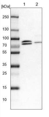 Western Blot: KANSL1L Antibody [NBP2-14139] - Lane 1: NIH-3T3 cell lysate (Mouse embryonic fibroblast cells)Lane 2: NBT-II cell lysate (Rat Wistar bladder tumour cells