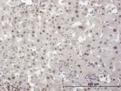 Immunohistochemistry-Paraffin: KAP1 Antibody (1D11) [H00010155-M02] - Analysis of monoclonal antibody to TRIM28 on formalin-fixed paraffin-embedded human liver. Antibody concentration 3 ug/ml.