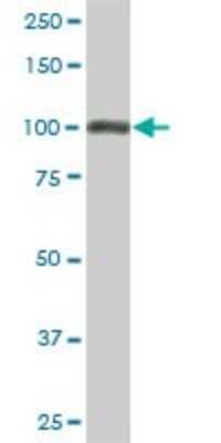 Western Blot: KAP1 Antibody (1D11) [H00010155-M02] - TRIM28 monoclonal antibody (M02), clone 1D11. Analysis of TRIM28 expression in PC-12.