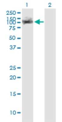Western Blot: KAP1 Antibody (1D11) [H00010155-M02] - Analysis of TRIM28 expression in transfected 293T cell line by TRIM28 monoclonal antibody (M02), clone 1D11.Lane 1: TRIM28 transfected lysate (Predicted MW: 88.5 KDa).Lane 2: Non-transfected lysate.