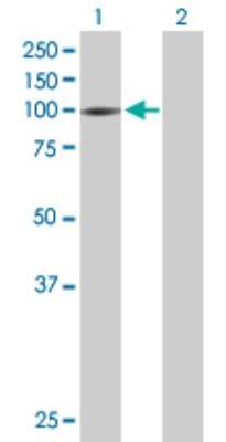 Western Blot: KAP1 Antibody [H00010155-B01P] - Analysis of TRIM28 expression in transfected 293T cell line by TRIM28 polyclonal antibody.  Lane 1: TRIM28 transfected lysate(91.85 KDa). Lane 2: Non-transfected lysate.