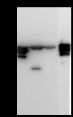 Western Blot: KAT1 Antibody [NBP2-98804] - Anti-KAT1 rabbit polyclonal antibody at 1:500 dilution. Lane A: HepG2 Whole Cell Lysate Lane B: Jurkat Whole Cell Lysate Lane C: K562 Whole Cell Lysate Lane D: U87-MG Whole Cell Lysate Lysates/proteins at 30 ug per lane. Secondary Goat Anti-Rabbit IgG (H+L)/HRP at 1/10000 dilution. Developed using the ECL technique. Performed under reducing conditions. Predicted band size: 49 kDa. Observed band size: 49 kDa