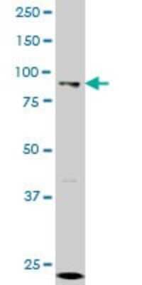 Western Blot: KAT2A/GCN5 Antibody (4D3) [H00002648-M01] - GCN5L2 monoclonal antibody (M01), clone 4D3 Analysis of GCN5L2 expression in K-562.