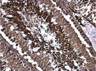 Immunohistochemistry-Paraffin: KAT2A/GCN5 Antibody [NBP2-17018] - Sample: Paraffin-embedded rat testis. KAT2A/GCN5 antibody C-term diluted at 1:500.