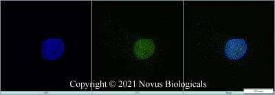 Immunocytochemistry/Immunofluorescence: KAT3B/p300 Antibody (RW105) - Azide and BSA Free [NBP2-80820] - HeLa cells were fixed in 4% paraformaldehyde for 10 minutes and permeabilized in 0.5% Triton X-100 in PBS for 5 minutes. The cells were incubated with anti-KAT3B/p300 Antibody (RW105) NBP2-80820 at 2 ug/ml overnight at 4C and detected with an anti-mouse Dylight 488 (Green) at a 1:1000 dilution for 60 minutes. Nuclei were counterstained with DAPI (Blue). Cells were imaged using a 100X objective and digitally deconvolved.