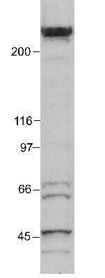 Western Blot: KAT3B/p300 Antibody (RW105) - Azide and BSA Free [NBP2-80820] - p300 detected in a HeLa nuclear extract using NB 100-616 (1:250). ECL: 20 minute exposure. Image from the standard format of this antibody.