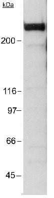 Western Blot: KAT3B/p300 Antibody (RW128) - Azide and BSA Free [NBP2-80819] - Detection of p300 in a HeLa nuclear extract using NB100-507 (1:250). ECL: 15 sec exposure. Image from the standard format of this antibody.