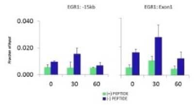 Chromatin Immunoprecipitation: KAT4/TBP Associated Factor 1 Antibody [NBP3-10939] - Quiescent human colon carcinoma HCT116 cultures were treated with 10% FBS for three time points (0, 15, 30min) or (0, 30, 60min) were used in Matrix-ChIP and real-time PCR assays at EGR1 gene (Exon1) and 15kb upstream site.