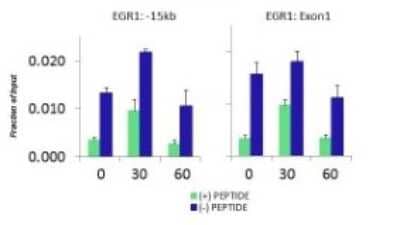 Chromatin Immunoprecipitation: KAT4/TBP Associated Factor 1 Antibody [NBP3-10940] - Quiescent human colon carcinoma HCT116 cultures were treated with 10% FBS for three time points (0, 15, 30min) or (0, 30, 60min) were used in Matrix-ChIP and real-time PCR assays at EGR1 gene (Exon1) and 15kb upstream site.