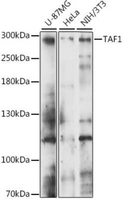 Western Blot: KAT4/TBP Associated Factor 1 Antibody [NBP3-03499] - Analysis of extracts of various cell lines, using KAT4/TBP Associated Factor 1 antibody at 1:1000 dilution. Secondary antibody: HRP Goat Anti-Rabbit IgG (H+L) at 1:10000 dilution. Lysates/proteins: 25ug per lane. Blocking buffer: 3% nonfat dry milk in TBST.