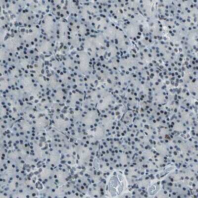 Immunohistochemistry-Paraffin: KAT6B-MORF Antibody [NBP1-92036] - Staining of human pancreas shows very weak nuclear positivity in exocrine glandular cells.