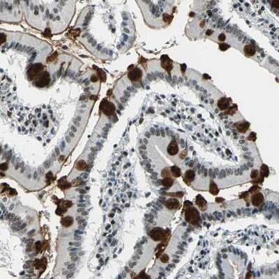 Immunohistochemistry-Paraffin: KAT6B-MORF Antibody [NBP1-92036] - Staining of human small intestine shows positivity in glandular cells.