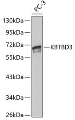 Western Blot: KBTBD3 Antibody [NBP3-05021] - Analysis of extracts of PC-3 cells, using KBTBD3 antibody . Secondary antibody: HRP Goat Anti-Rabbit IgG (H+L) at 1:10000 dilution. Lysates/proteins: 25ug per lane. Blocking buffer: 3% nonfat dry milk in TBST.