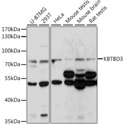 Western Blot KBTBD3 Antibody - Azide and BSA Free