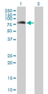 Western Blot: KBTBD7 Antibody [H00084078-B01P] - Analysis of KBTBD7 expression in transfected 293T cell line by KBTBD7 polyclonal antibody.  Lane 1: KBTBD7 transfected lysate(75.24 KDa). Lane 2: Non-transfected lysate.