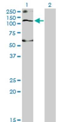 Western Blot: KCC1/SLC12A4 Antibody (1H6) [H00006560-M01] - Analysis of SLC12A4 expression in transfected 293T cell line by SLC12A4 monoclonal antibody (M01), clone 1H6.Lane 1: SLC12A4 transfected lysate(120.6 KDa).Lane 2: Non-transfected lysate.