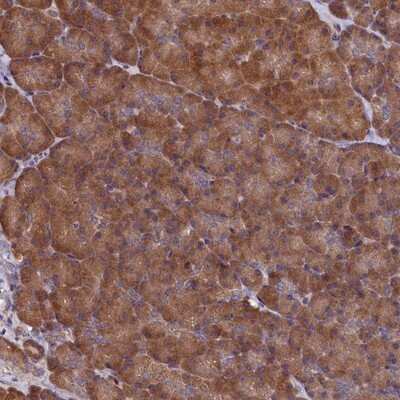 Immunohistochemistry-Paraffin: KCC1/SLC12A4 Antibody [NBP1-83067] - Staining of human pancreas shows moderate cytoplasmic positivity in exocrine glandular cells.