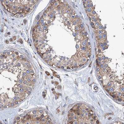 Immunohistochemistry-Paraffin: KCC4/SLC12A7 Antibody [NBP1-85133] - Staining of human testis shows moderate cytoplasmic positivity in cells in seminiferous ducts and Leydig cells.