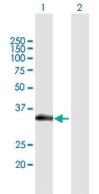 Western Blot: KCC4/SLC12A7 Antibody [H00010723-B01P] - Analysis of SLC12A7 expression in transfected 293T cell line by SLC12A7 polyclonal antibody.  Lane 1: SLC12A7 transfected lysate(14.20 KDa). Lane 2: Non-transfected lysate.