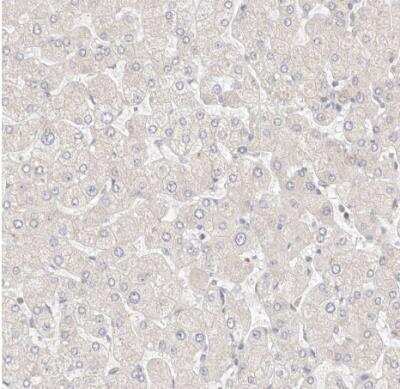 Immunohistochemistry-Paraffin KCMF1 Antibody - BSA Free