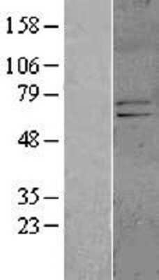 Western Blot: KCND1 Overexpression Lysate (Adult Normal) [NBL1-12145] Left-Empty vector transfected control cell lysate (HEK293 cell lysate); Right -Over-expression Lysate for KCND1.