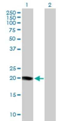 Western Blot: KCNE1 Antibody [H00003753-D01P] - Analysis of KCNE1 expression in transfected 293T cell line by KCNE1 polyclonal antibody.Lane 1: KCNE1 transfected lysate(14.70 KDa).Lane 2: Non-transfected lysate.