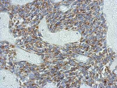 Immunohistochemistry-Paraffin Kv6.4 Antibody