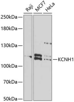 Western Blot KCNH1 Antibody - BSA Free