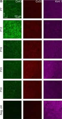 Immunohistochemistry: KCNJ10 Antibody (1C11) [H00003766-M01] - Cx43, Cx30, and KCNJ10 (Kir4.1) (H00003766-M01) immunoreactivity. Immunoreactivity for Cx43 was maximal at P12 and decayed with age, whereas Cx30 levels increased at later developmental stages. Kir4.1 exhibited a moderately elevated level during the second postnatal week. The last row depicts negative controls at P20, in which the primary antibodies for Cx43 and Cx30 were omitted.Image collected and cropped by CiteAb from the following publication (//pubmed.ncbi.nlm.nih.gov/30542265/) licensed under a CC-BY license.