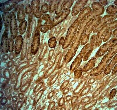 Immunohistochemistry-Paraffin: KCNJ10 Antibody [NBP1-20149] - IHC-P on paraffin sections of rat kidney. The animal was perfused at a pressure of 130 mmHg with 300 ml 4% FA before being processed for paraffin embedding. HIER: Tris-EDTA, pH 9 for 20 min. Blocking: 0.2% LFDM in TBST filtered thru 0.2 um. Detection was done using HRP polymer following manufacturers instructions; DAB chromogen. Primary antibody: dilution 1: 2000, incubated 30 min at RT. Sections were counterstained with Harris Hematoxylin.