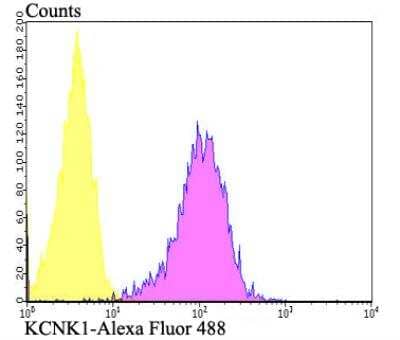 Flow Cytometry: KCNK1 Antibody [NBP2-76940] - Flow cytometric analysis of SH-SY-5Y cells with KCNK1 antibody at 1/100 dilution (fuchsia) compared with an unlabelled control (cells without incubation with primary antibody; yellow). Alexa Fluor 488-conjugated goat anti-rabbit IgG was used as the secondary antibody.