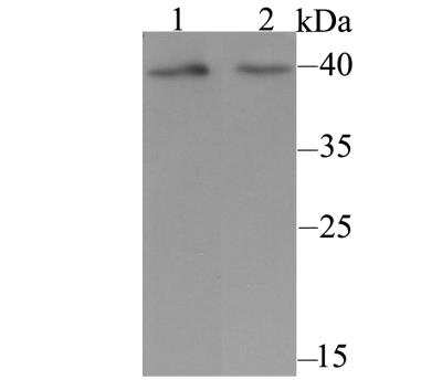 Western Blot: KCNK1 Antibody [NBP2-76940] - Western blot analysis of KCNK1 on different cell lysate using anti-KCNK1 antibody at 1/500 dilution.Positive control:Lane1: Human placentaLane2: Human liver