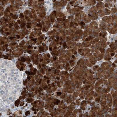 Immunohistochemistry-Paraffin KCNK10 Antibody