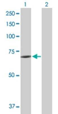 Western Blot: KCNK10 Antibody [H00054207-B01P] - Analysis of KCNK10 expression in transfected 293T cell line by KCNK10 polyclonal antibody.  Lane 1: KCNK10 transfected lysate(59.73 KDa). Lane 2: Non-transfected lysate.