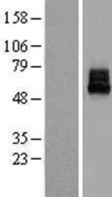 Western Blot: KCNK10 Overexpression Lysate (Adult Normal) [NBL1-12178] Left-Empty vector transfected control cell lysate (HEK293 cell lysate); Right -Over-expression Lysate for KCNK10.